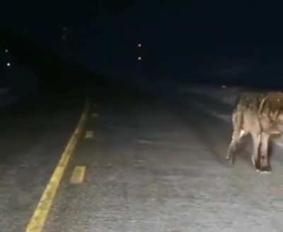 An absolutely massive wolf spotted in Alaska