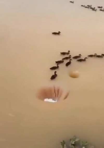 Try not to get sucked in