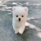 If you're a DOG LOVER, this video can make your day! Aww too cute!💗