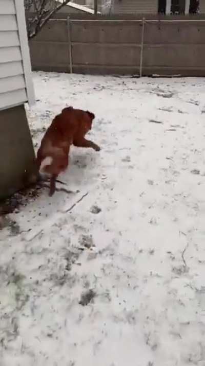 Golden retriever’s first time seeing snow