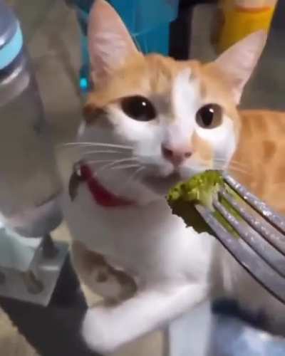 Me too, kitty