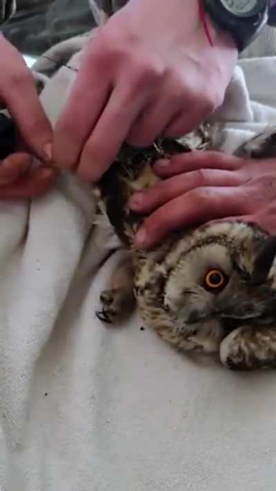 Ukrainian soldiers help an owl while battle rages in Bakhmut