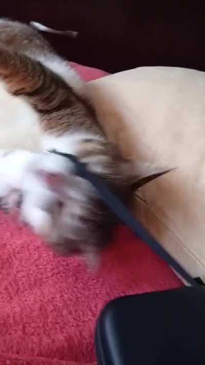 mmprrrf