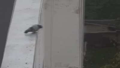 A suicidal pigeon