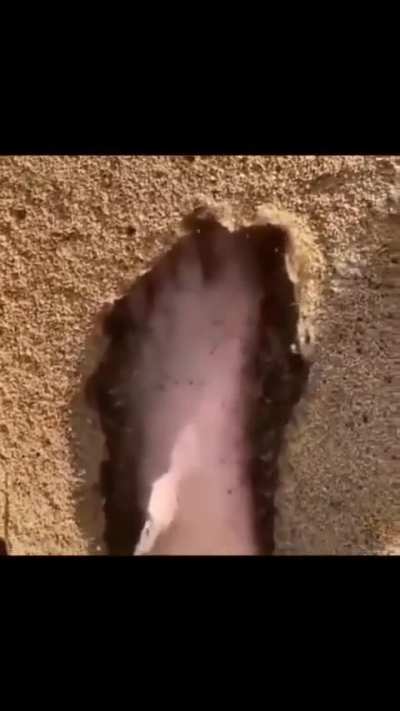 Masxcho?