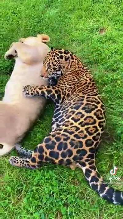 A savage sneak attack