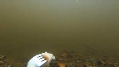 Snorkling with Puffers)