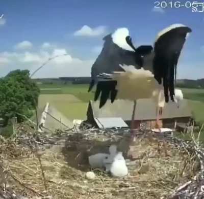 - Первый готов? - Не готов! - Пошёл!