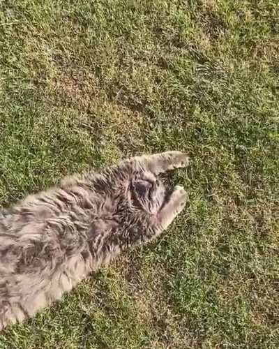 Solar Pawnels fully engaged