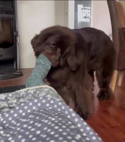 His best game is to remove sock for no reason.