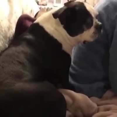 Damn dog