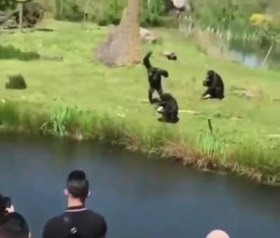 what the hell! these humans are so fucking rude