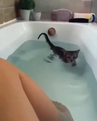 Kitten needs to say hi to mama