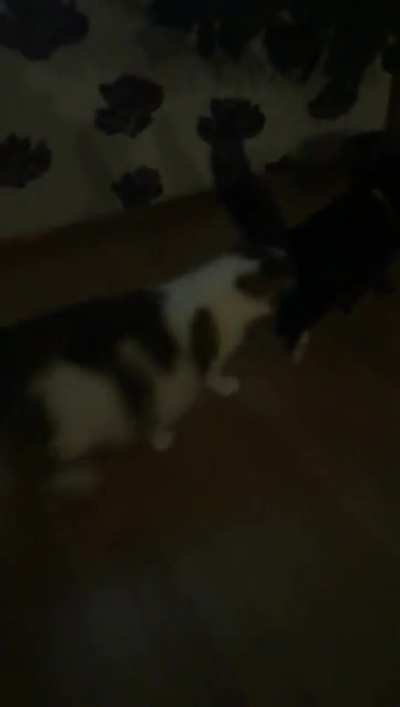 My cat is (o)verprote(c)tive of her territory and we took in a cat for a few days because some drug addict didnt take care of it properly. This was their first interaction.
