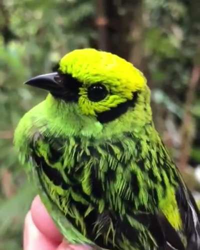 Birb