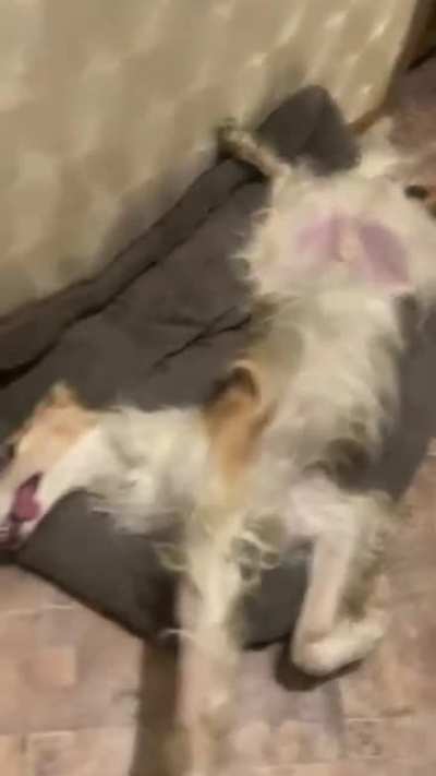 Did someone spike the water bowl