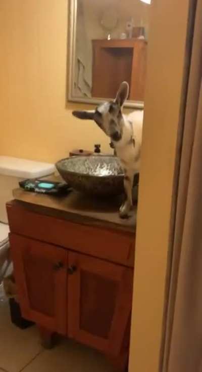 I couldn’t find my goat...