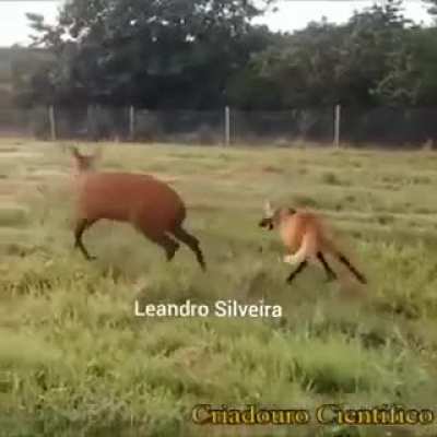 Wetland deer and maned wolf