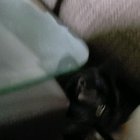 Cat bro playing fetch like a dog
