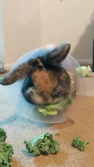 My bunny was neutered on Friday and I can't help but take tons of videos of his cone