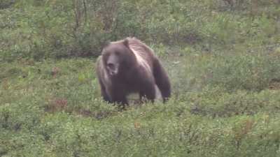 Bear covering some distance fast