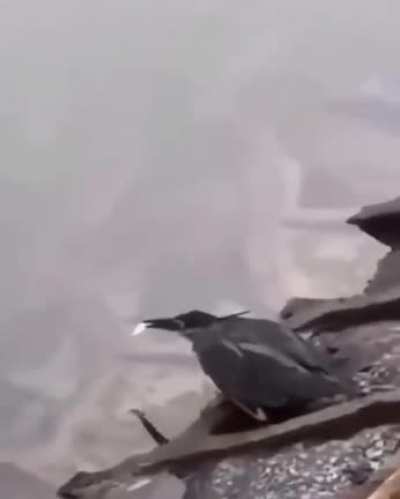 Baiting fish