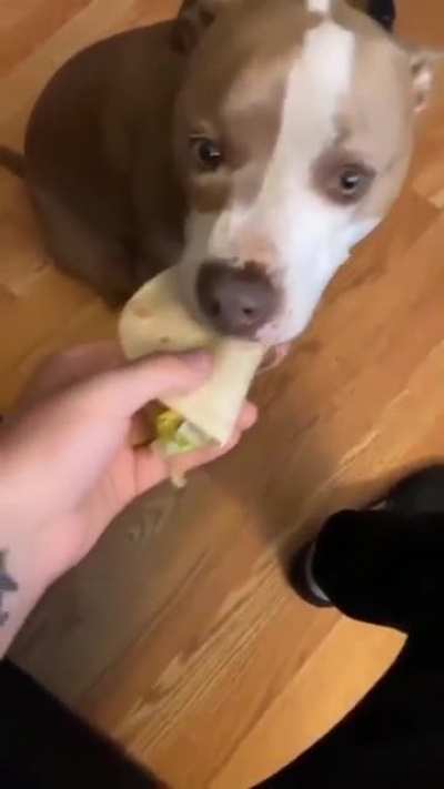 Taco for dog