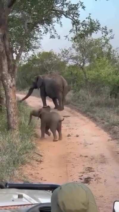 Tiny trunk, big attitude. Watch this little one try to scare the safari vehicle!