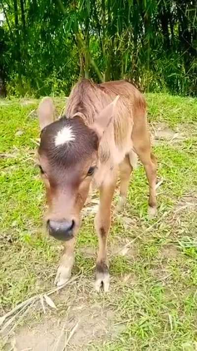nice cow