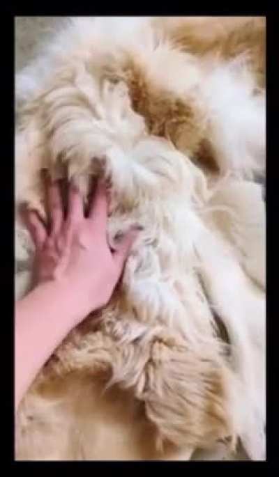 Lay down, Goldie. Good dog.