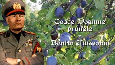Titlu 