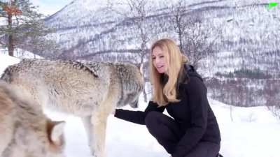 How wild wolves greet each other
