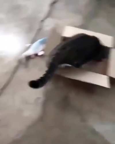 I thought she liked her new toy