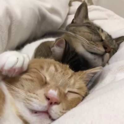 Please do not disturb