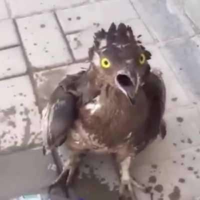 Young man watering a bird who nearly died of thirst
