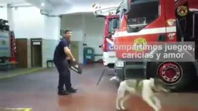 Los Bomberos de San Isidro despidieron con un emotivo video a su perrita Bombi, la habían rescatado y adoptado hace 18 años.