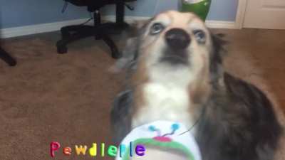 Another pewdiepie intro but dog version
