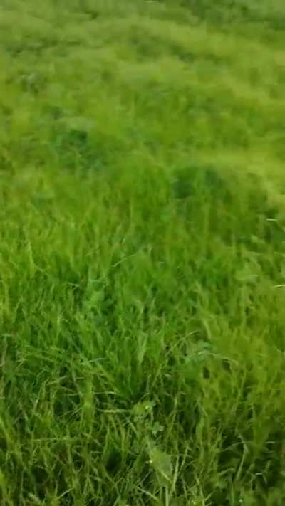 My small dog tried her best against the tall grass! Only stumbled a few times