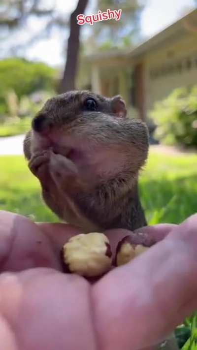 Squishy is hungry.