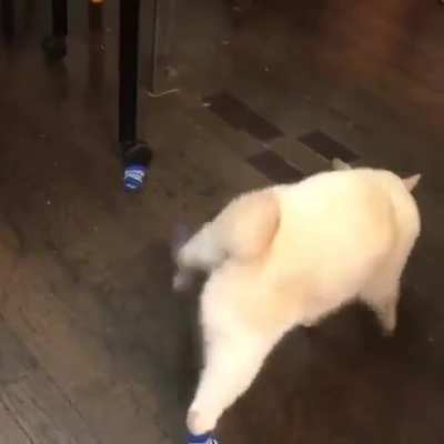 Puss in socks