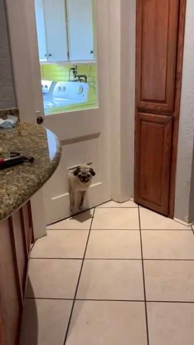 The moment this pug realises he's now too fat to fit through the pet flap...