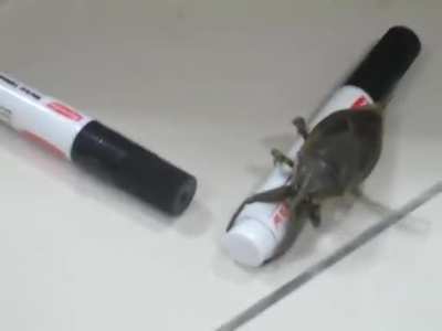Big bug