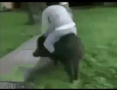 Sus scrofa domesticus cowboy