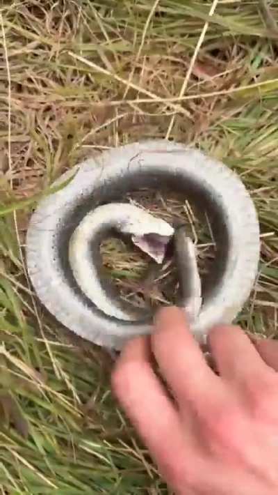 🔥 Defensive behavior of eastern hognose snake
