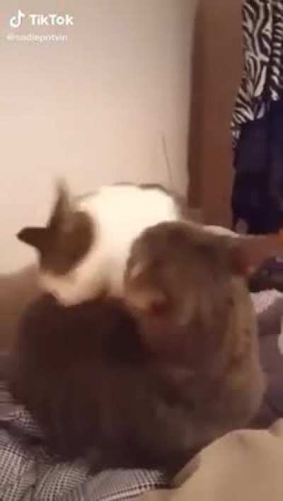 When bitten, make weird noises