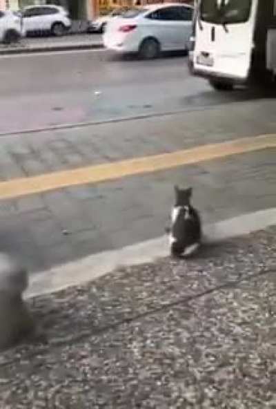 Stray Cat Sits on Sidewalk and Attacks Pedestrians