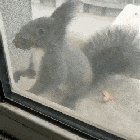 This little guy always bring dried seed to trade for some nuts