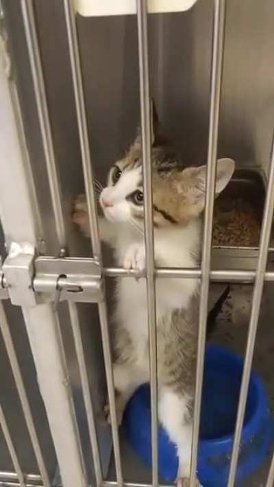 Came for a dog and left with him