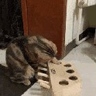 Kitty mind = Blown