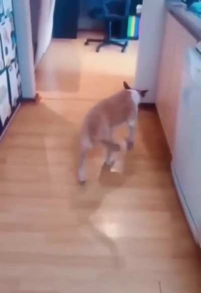 The 